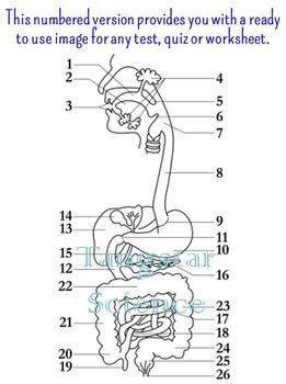 digestive system worksheet answers tangstar science